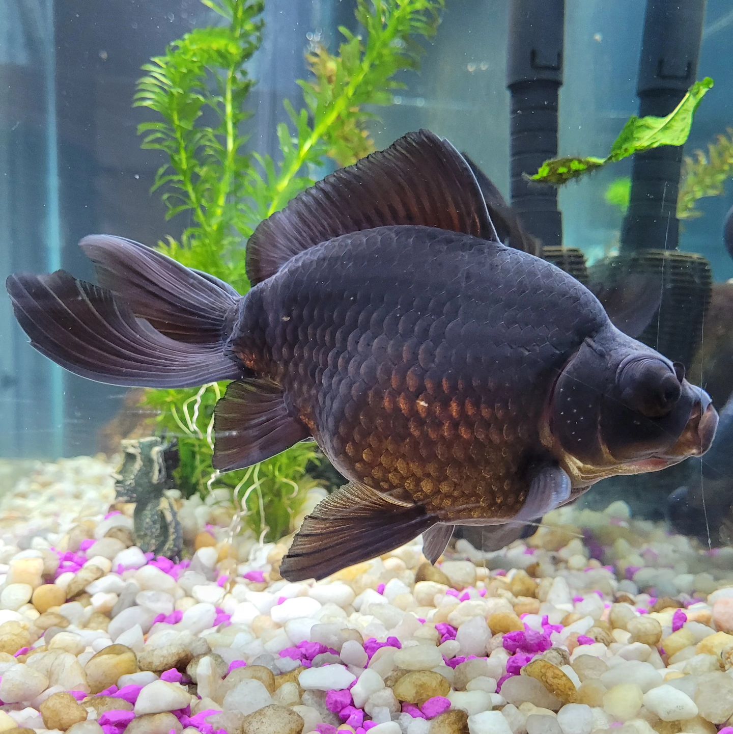 Black Moor Goldfish Passion Of Experienced And Novice Hobbyists