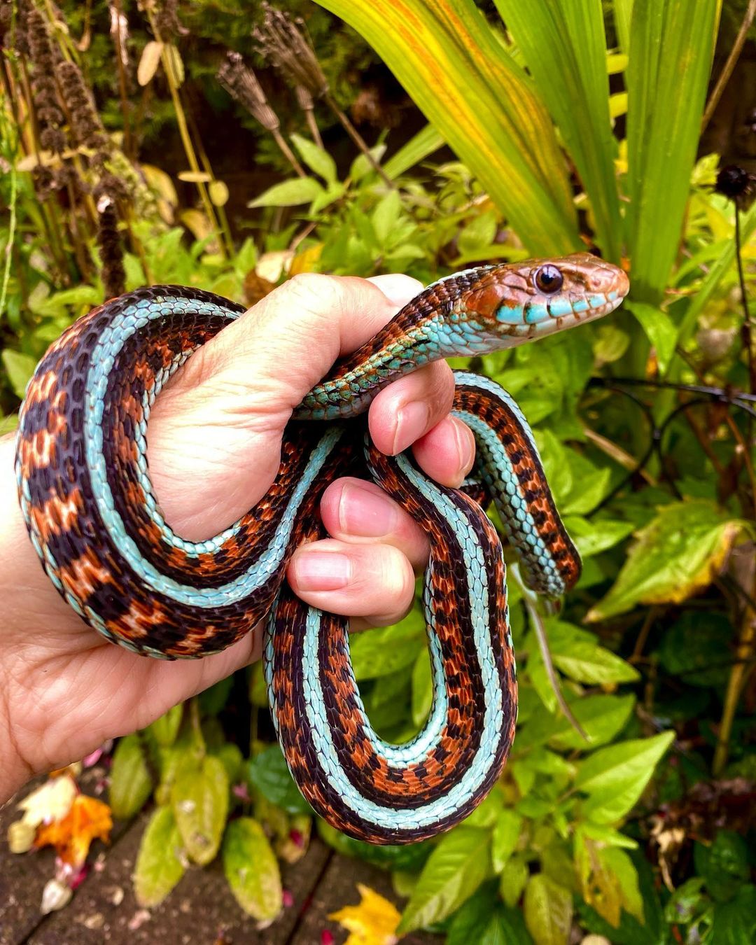 California Red Sided Garter Learn About Nature