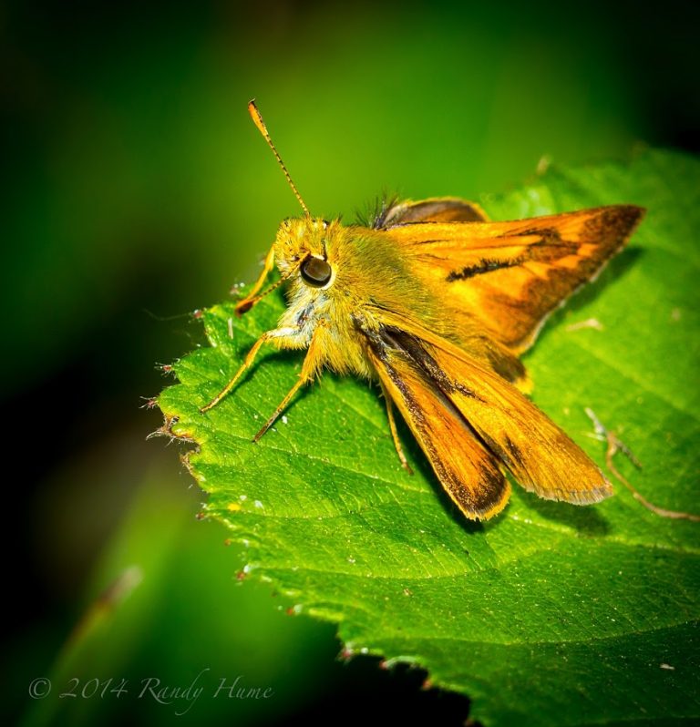 Fiery Skipper Butterfly Learn About Nature