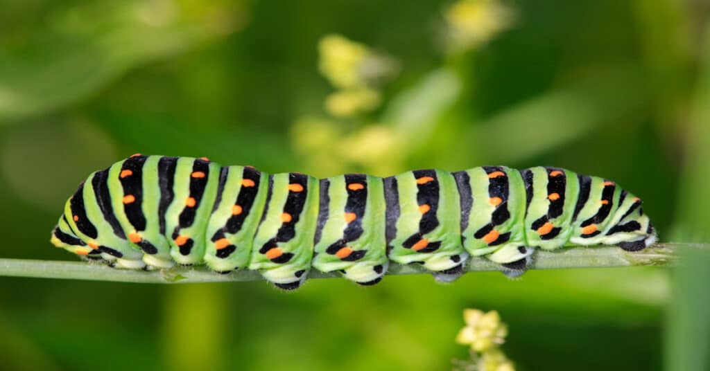 Anise Swallowtail Learn About Nature