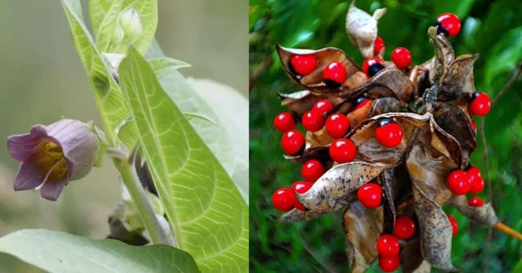 The Most Poisonous Plants On The Planet Learn About Nature