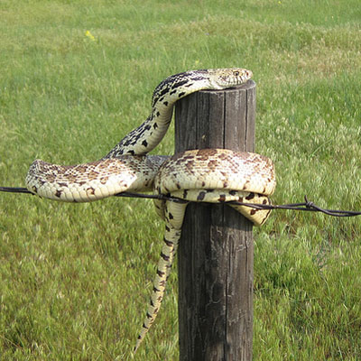 Bull Snakes - Learn About Nature