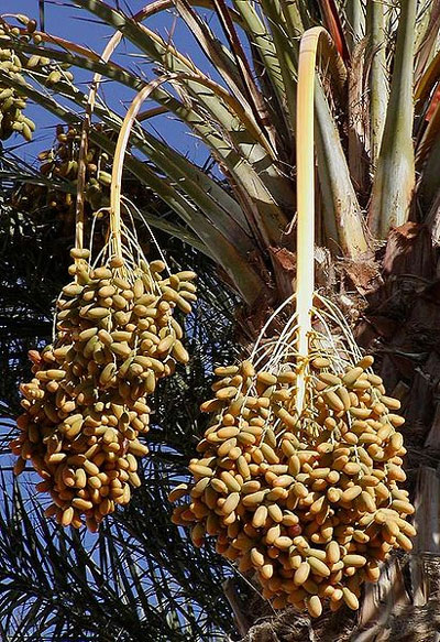 date-fruit-learn-about-nature