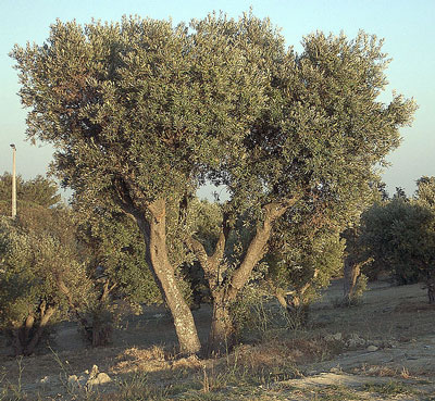 Olive Tree - Learn About Nature