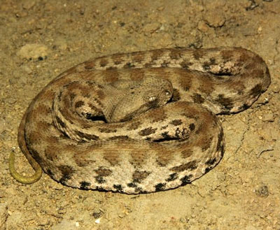 Types Of Snakes: Viperidae (Vipers) - Learn About Nature