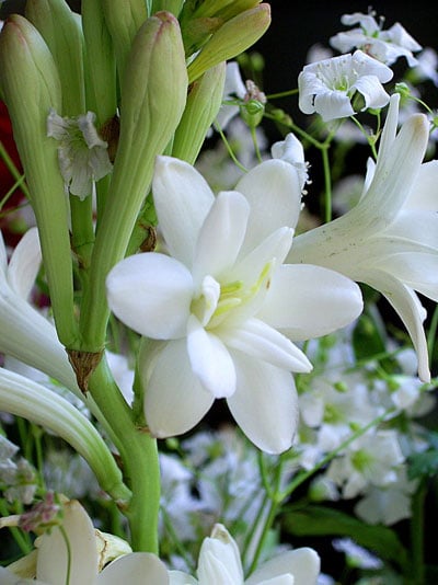 Tuberose History Of Use In Religious Ceremonies Including Hawaiian Marriages Learn About Nature