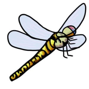 Free Dragonfly Clip Art - Learn About Nature