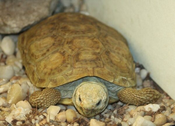 A Worldwide Effort to Rescue African Tortoise - Learn About Nature