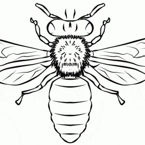 free bee coloring page  learn about nature