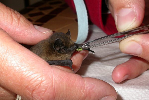 what-do-bats-eat-learn-about-nature