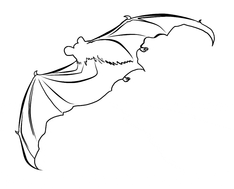 13-bat-coloring-page-l.gif - Learn About Nature