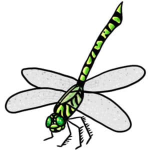 Free Dragonfly Clip Art - Learn About Nature