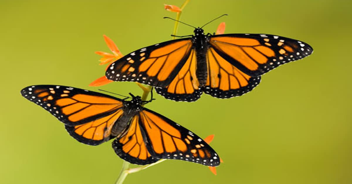 life cycle of a monarch butterfly