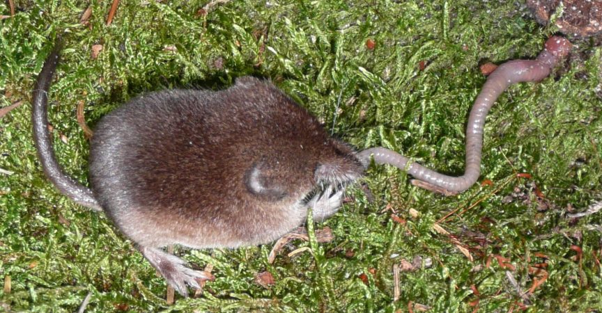 A-Common-Shrew-eating-an-earthworm - Learn About Nature