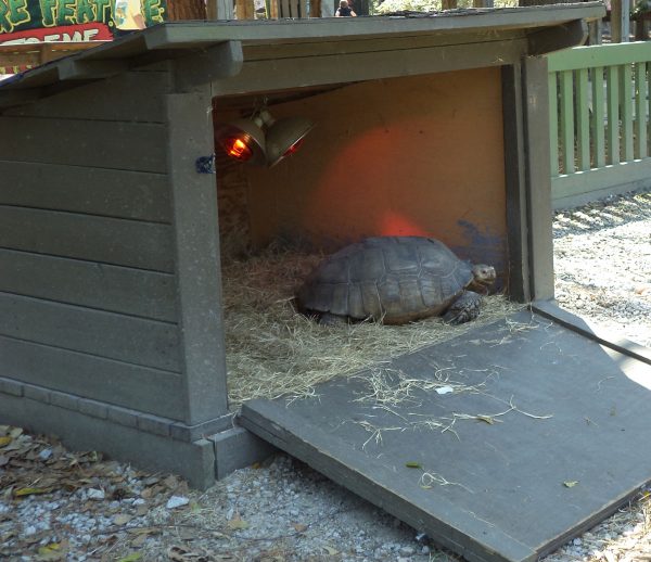 Pet Tortoise? A Sulcata Tortoise as a Pet - Learn About Nature