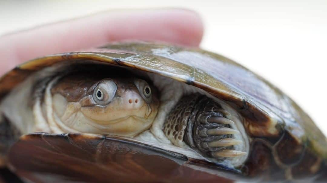 African Helmeted Turtle - Learn About Nature