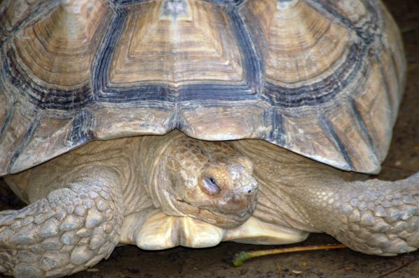 A Worldwide Effort to Rescue African Tortoise - Learn About Nature