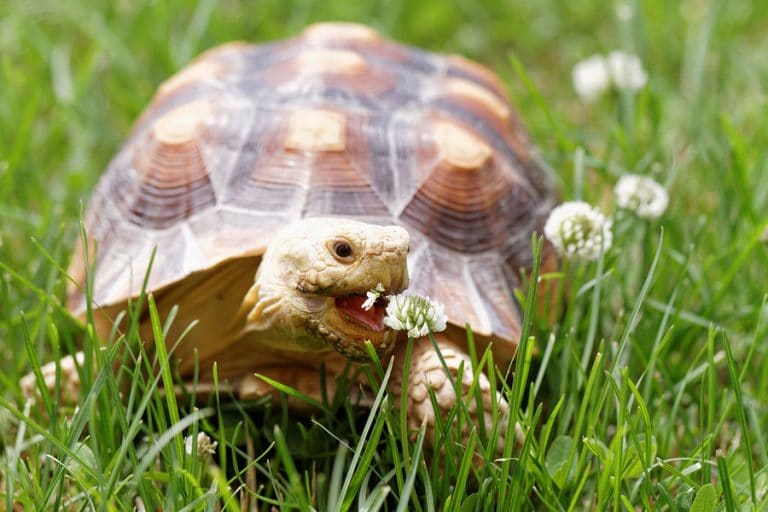 African-Spurred-Tortoise-Eating-Grass - Learn About Nature