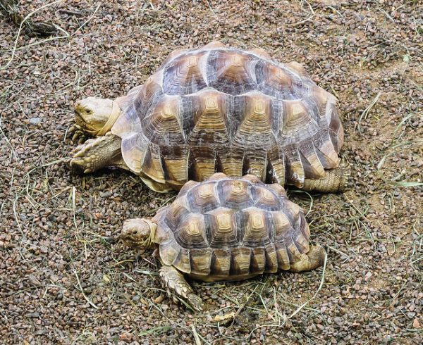 Sulcata Tortoises