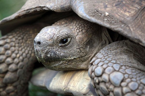 Sulcata Tortoise