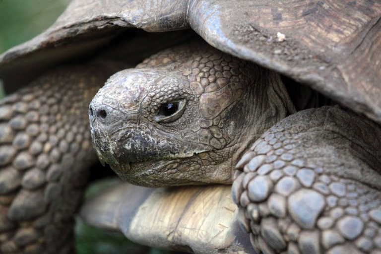 African-spurred-tortoise - Learn About Nature