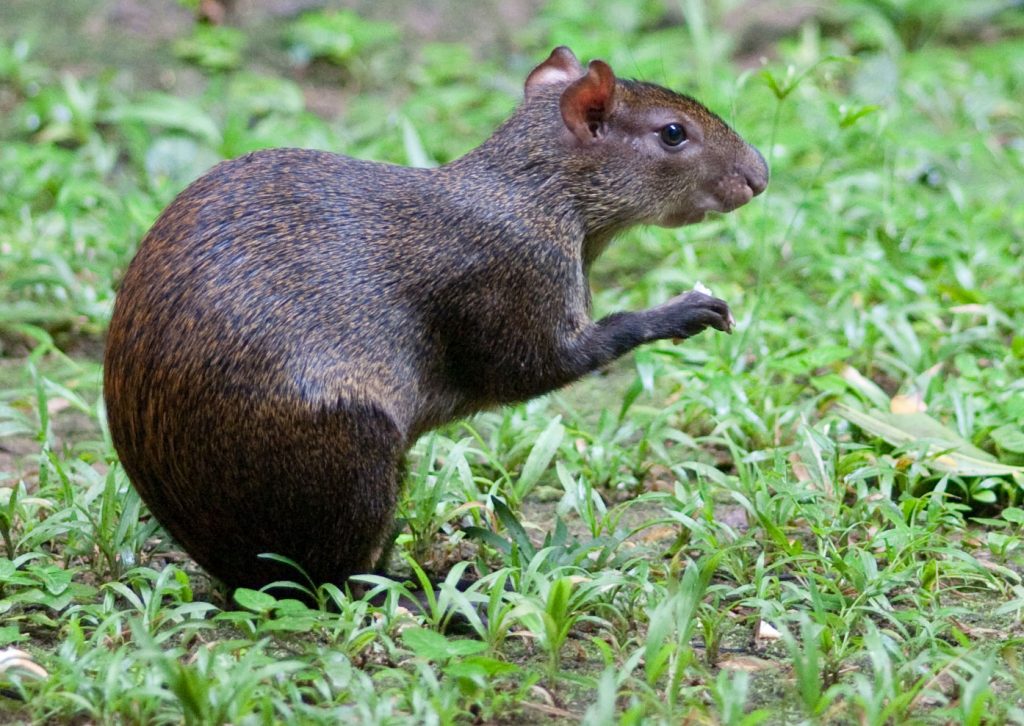 Agouti - Learn About Nature