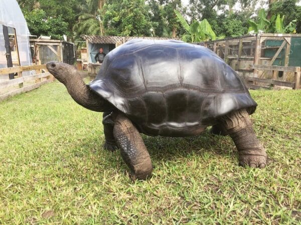 The Biggest Turtle In The World - Fascinating Facts You Didn't Know ...