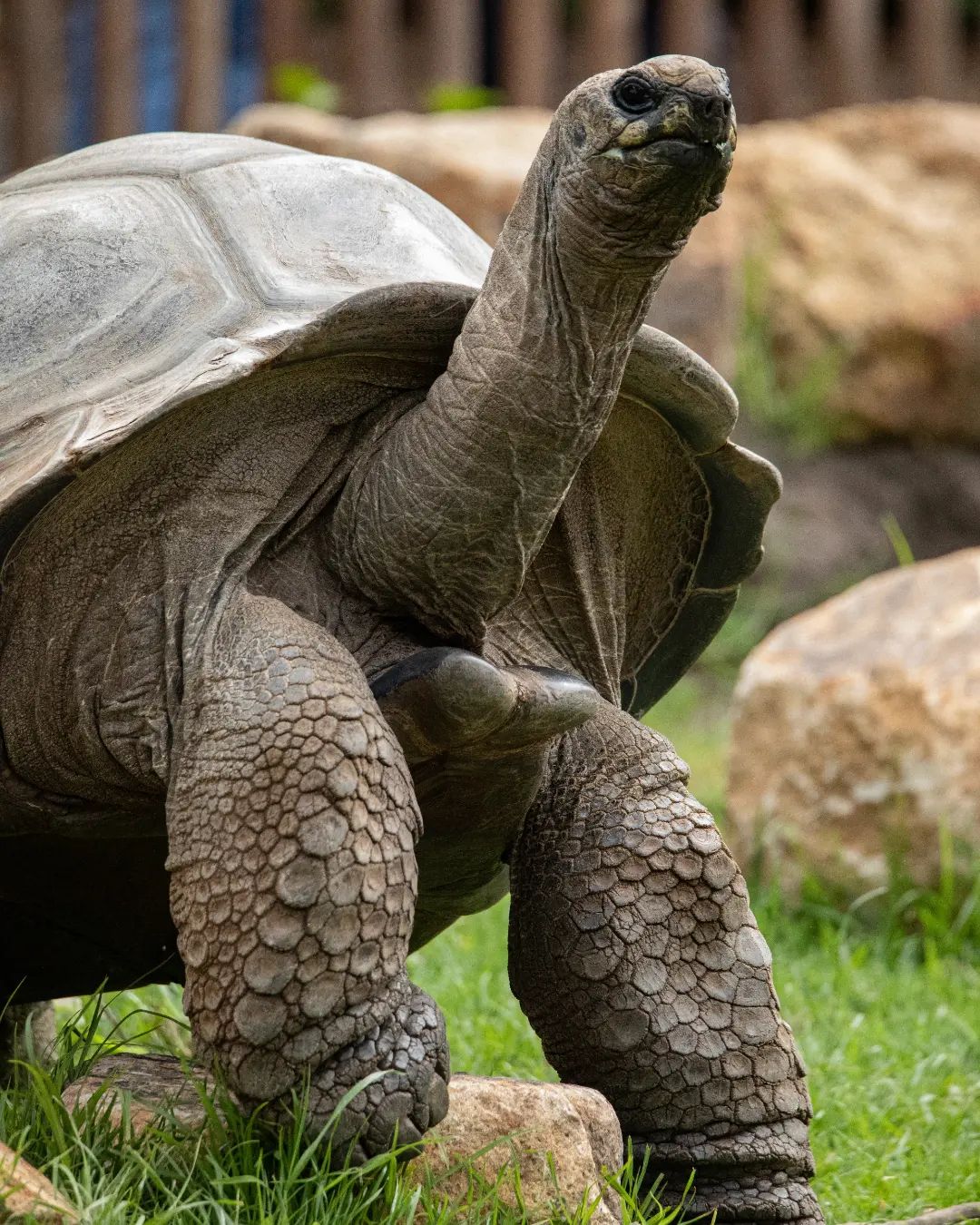 Aldabra Tortoise - Learn About Nature