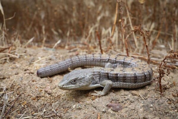 Alligator Lizard - Learn About Nature