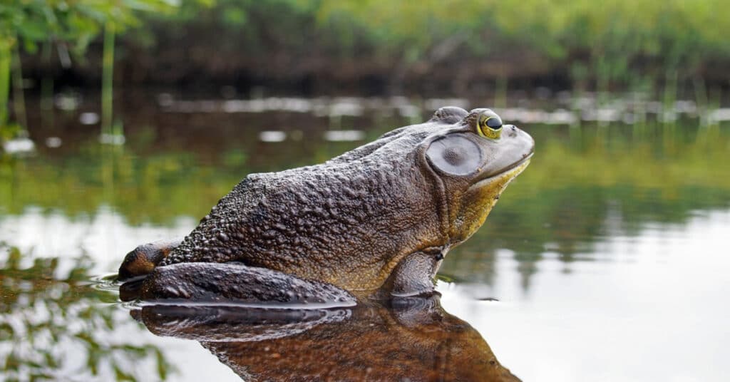 American Bullfrog