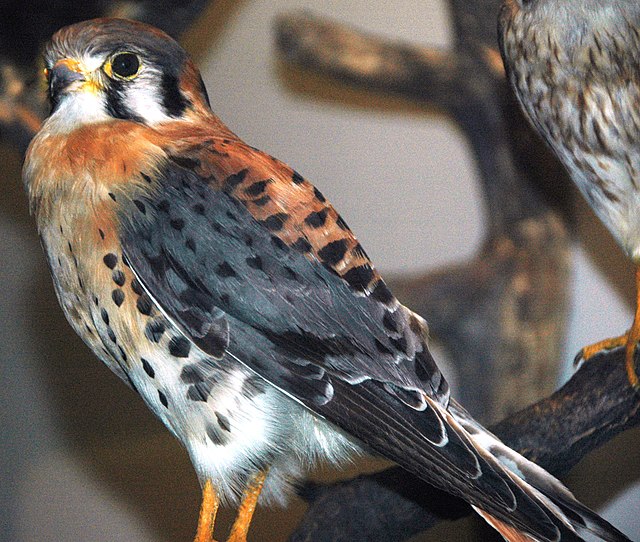 American Kestrel