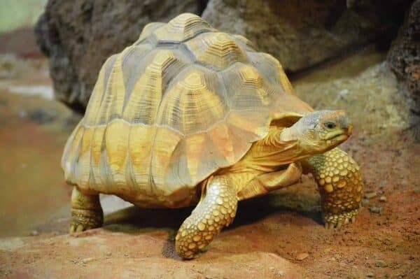 Angulated Tortoise - Learn About Nature