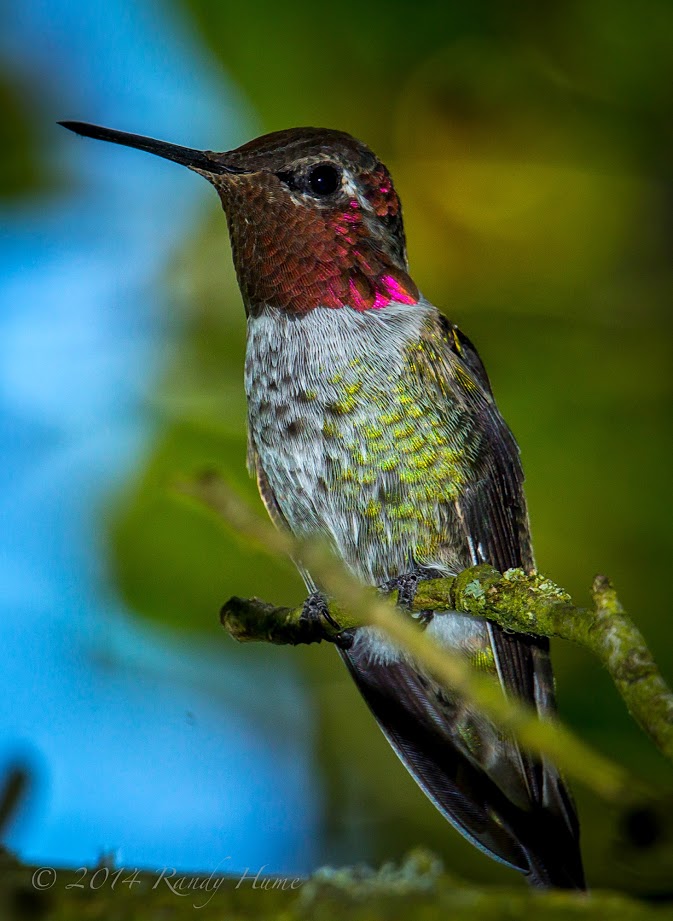 Anna's Hummingbird - Learn About Nature