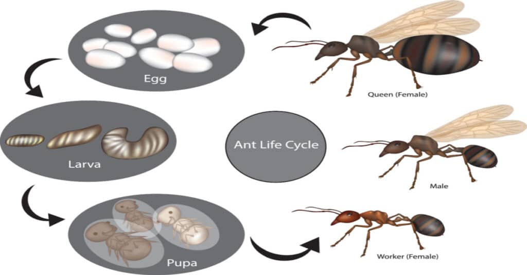 Ant Life Cycle Learn About Nature