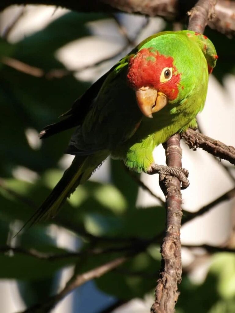 Conure