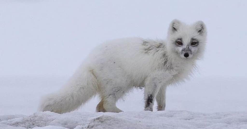 Arctic Fox - Animal That Thrives In Extreme Environment - Learn About ...