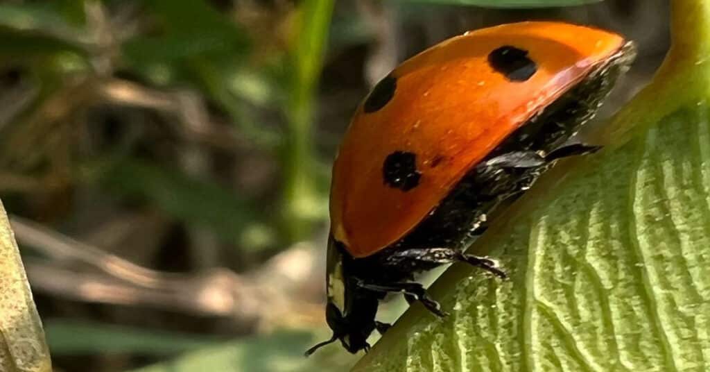 What Is It Good Luck If A Ladybug Lands On You