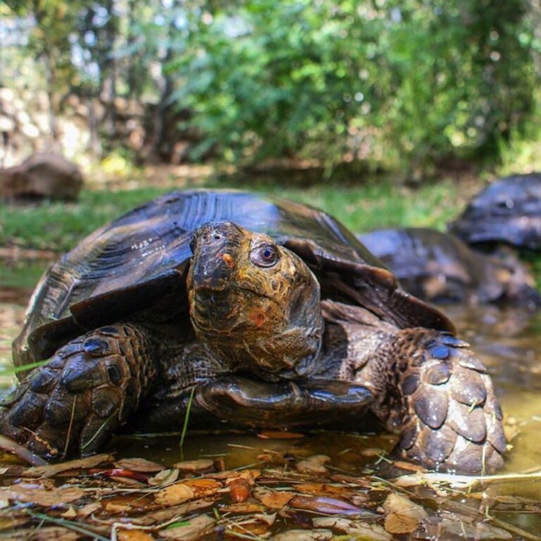 Asian Forest Tortoise - Learn About Nature