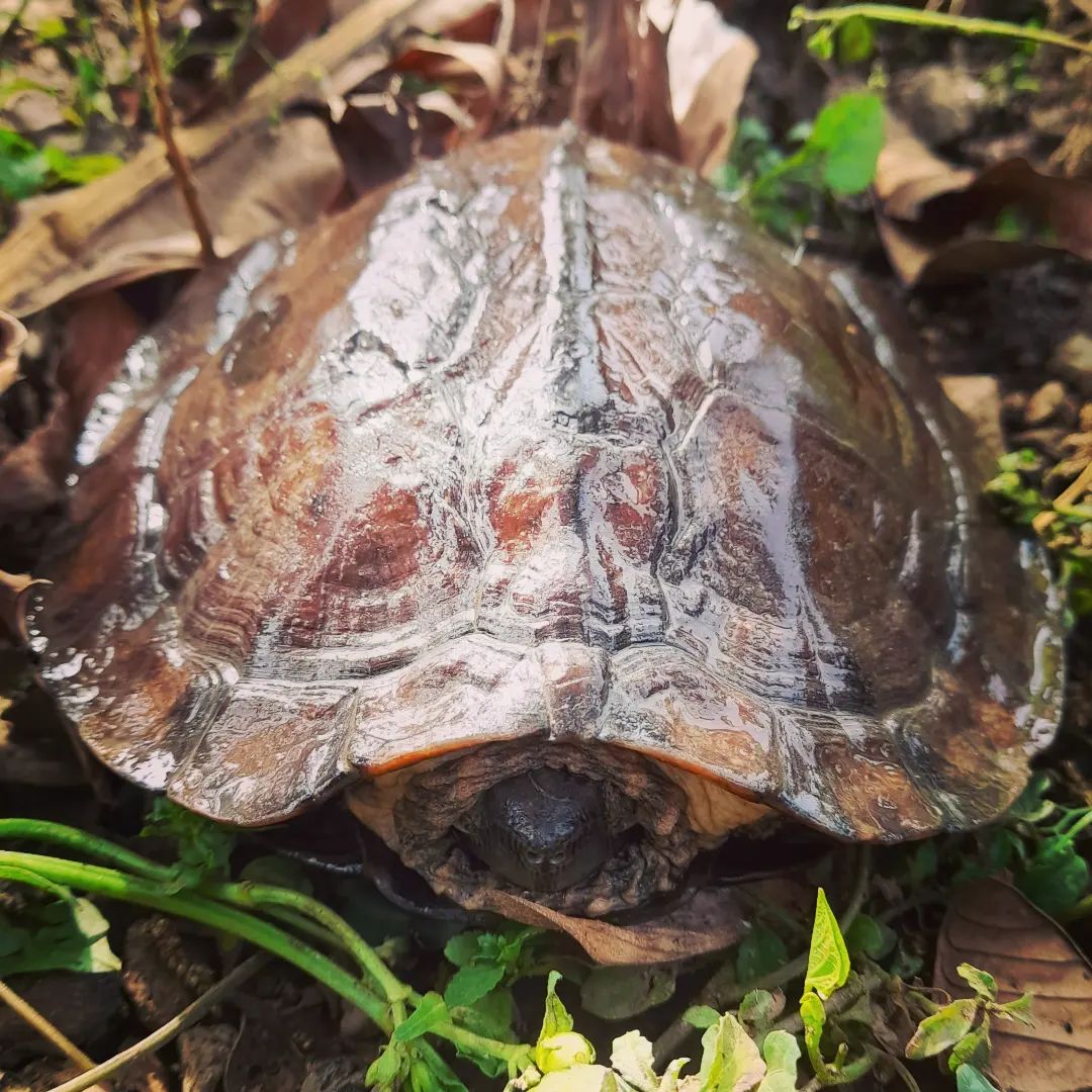 Asian Leaf Turtle - Sold For Pet Trade, Food, Or Traditional Medicine 