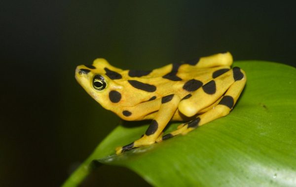 Poison Arrow Frog