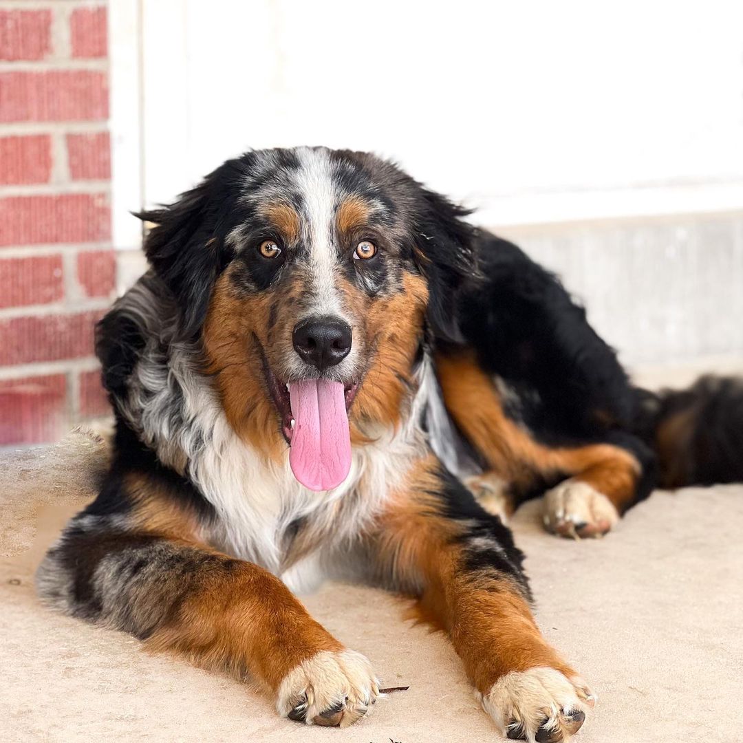 Australian Shepherd Bernese Mountain Dog Traits & Care Requirements