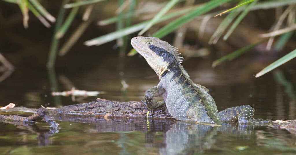 Australian Water Dragon