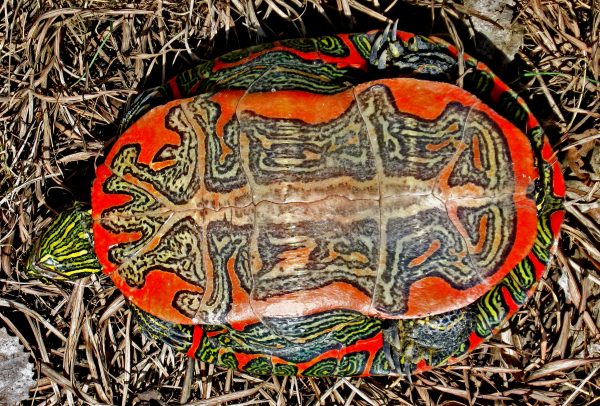 Eastern Painted Turtles