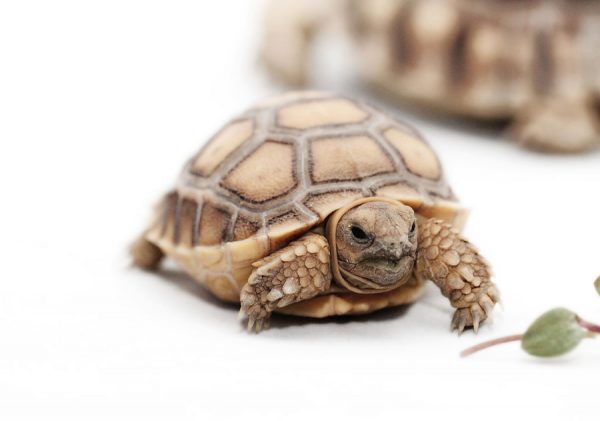 Baby Sulcata Tortoise: Everything You Need To Know - Learn About Nature