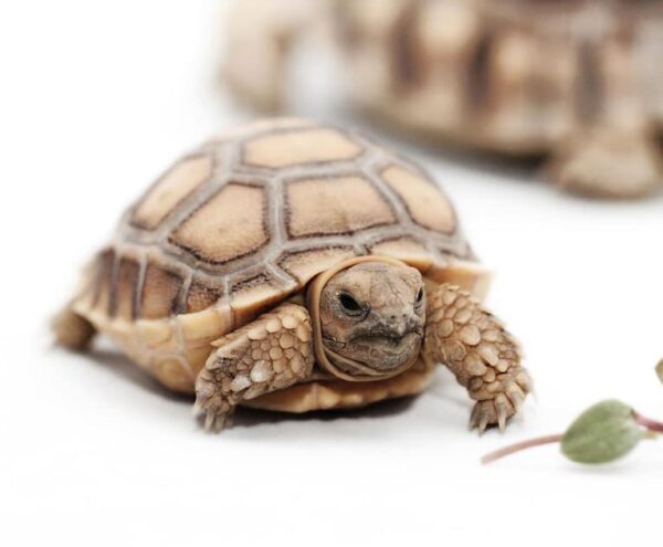 Sulcata Tortoise: Breeding, Habitat, Size & Care - Learn About Nature