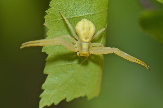 Banana Spider