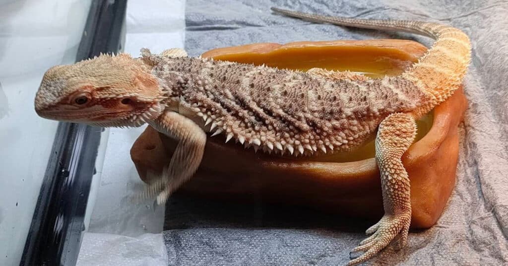 Bearded Dragon Lifespan In The Wild & Captivity