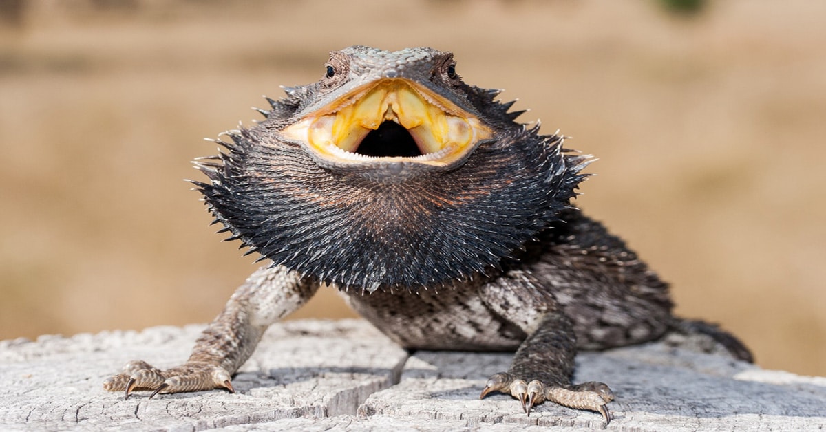 bearded dragon lizard pet