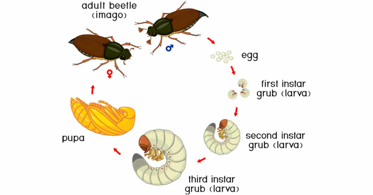 carpet beetle life cycle