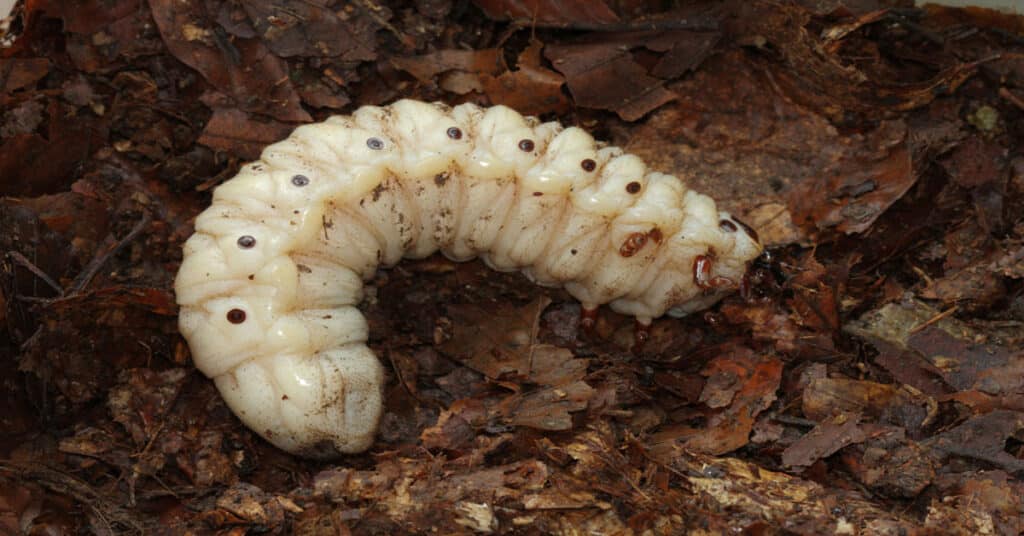 beetle-larvae-learn-about-nature